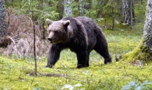 Nedēļas TOP 5: Lācene atmiņās un krītoši ierēdņi