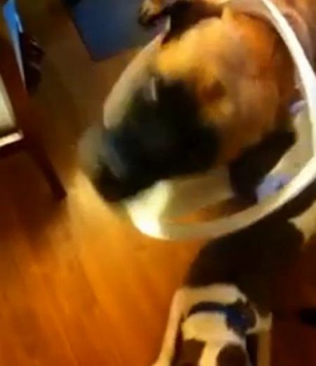 Smieklīgs VIDEO: Kā noskaidrot, kurš no 3 suņiem ir vainīgs pie lielās nekārtības