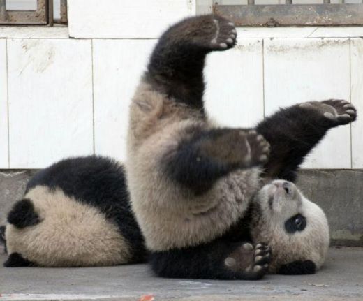DIENAS FOTO: Pandas centieni izkļūt brīvībā iekaro interneta lietotāju sirdis