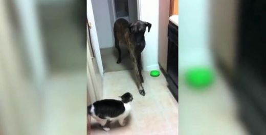 Smieklīgs VIDEO: Izrādās, ka suņiem ir paniskas bailes no kaķu asajiem nagiem