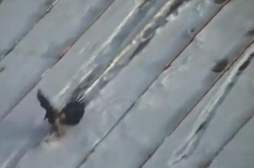 Rēcīgs VIDEO: Vārna izmanto margarīna kārbas vāciņu kā snovborda dēli un slidinās pa mājas jumtu