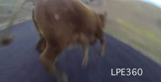 VIDEO: Longbordists nespēj izvairīties no sadursmes un lielā ātrumā ietriecas govī