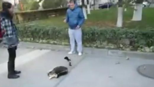 VIDEO: Skarbs pierādījums, ka mīlas serenādes ne visām daiļā dzimuma pārstāvēm iet pie sirds