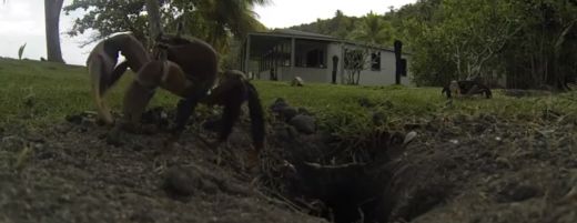 Traks VIDEO: Viltīgs krabis nozog GoPro kameru un filmē savu alu