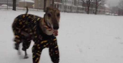 VIDEO: Dzīvespriecīgs suns tiek ietērpts betmena pidžamā un nododas ziemas prieku baudīšanai