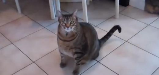 Smieklīgs VIDEO: Amizantas kaķu izklaides! Izlikties par beigtu viņiem nesagādā problēmas