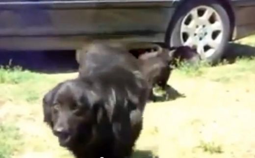 Smieklīgs VIDEO: Policijas suņi uztur kārtību, izjaucot divu pamatīgi iekarsušu kaķu kautiņu