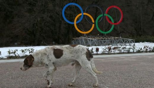 FOTO: Kas Sočiem vēderā? Klaiņojoši suņi, steidzīgi remontdarbi un atvērtas kanalizācijas lūkas