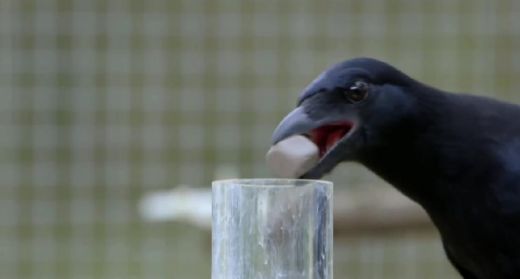 Apbrīnojami! Vai vārna varētu būt gudrākais putns? Šis video tā liek domāt - VIDEO