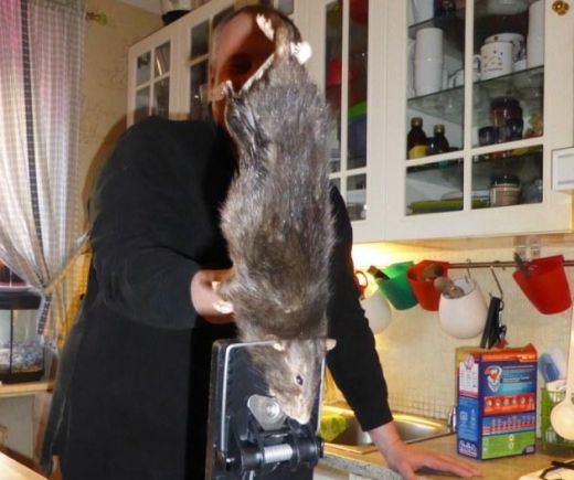 Šausmu FOTO: Zviedrijā ģimene notvērusi 38 centimetrus lielu... Mutantu žurku