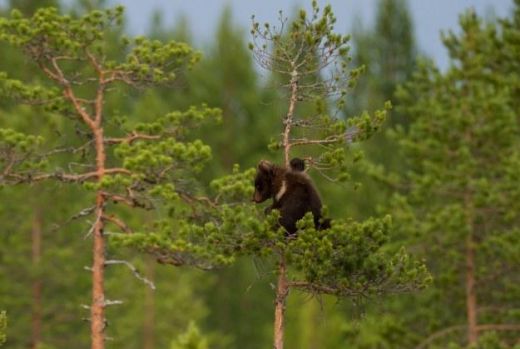 Skaisti! Lāču mamma māca savus pūkainos mazuļus, kā rāpties kokā - FOTOGALERIJA