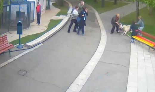 Belgradas zoodārzā vilks sakož divus gadus vecu meitenīti - VIDEO