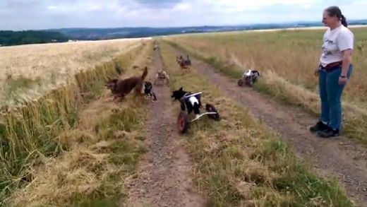 Aizkustinošs VIDEO: Arī traumēti suņi būdami ratiņos spēj izbaudīt dzīvi un skriet pakaļ kociņam