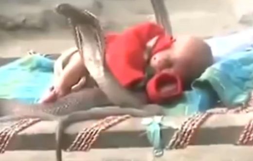 Kaut kas neticams! Četras karaliskās kobras aizsargā guļošu zīdaini - VIDEO