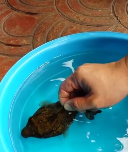 Kaut kas tāds nav redzēts! Šai zivij ir ļoti interesanta aizsardzība