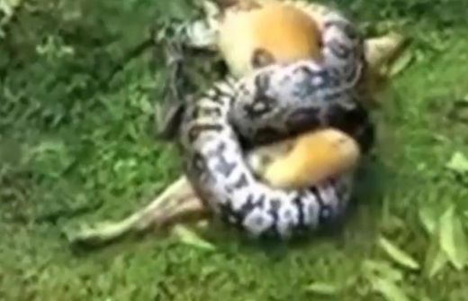 VIDEO: Ar milzīgas veiksmes palīdzību sunim izdodas izbēgt no milzu pitona uzbrukuma