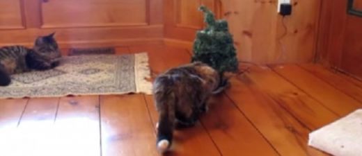 VIDEO: Noskaties līdz galam! Mums bija identiska reakcija kā kaķim!