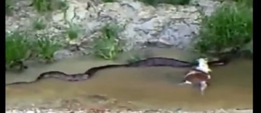 VIDEO: Ārprāts! Brazīlijā atrasta pasaulē lielākā čūska!