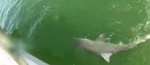 VIDEO: Nekad neticēsi tam, kas apēda haizivi vienā kodienā