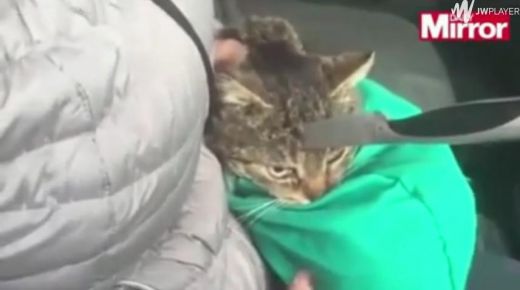 VIDEO: Ukrainā atrod DZĪVU kaķi, kam galvā ietriekts NAZIS!