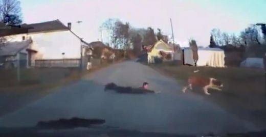 VIDEO: Smieklīgi! Suns izved savu saimnieku pastaigā