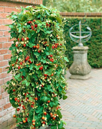 Dārzkopju šopavasar iecienītāko produktu TOP 5