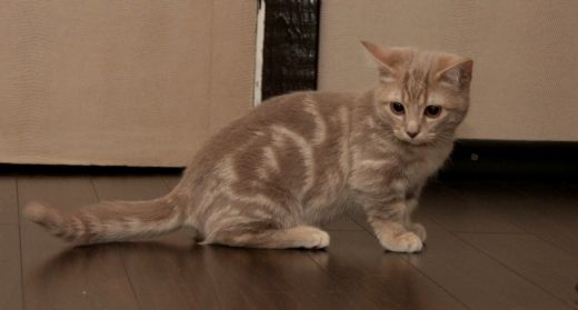 Goša, Šēra, mančkini un citi mīluļi izstādē ZooExpo