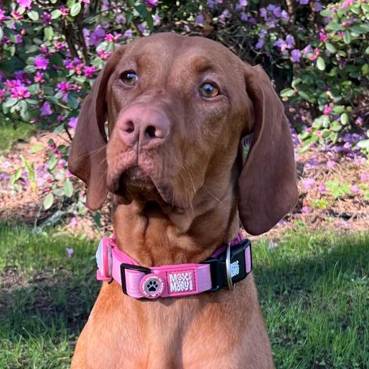 Jaukumi, mīluļi un visi mūsu pūkainie ķepaiņi mājdzīvnieku izstādē ZooExpo 2025 Ķīpsalā