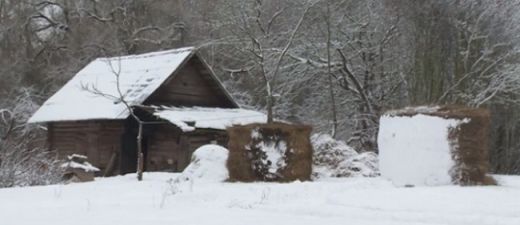 VIDEO: Briesmīgi! Latgalē ģimene dzīvo kūtī, bet lopus nebaro